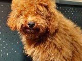 Red Brown Toy Poodle Oğlumuz