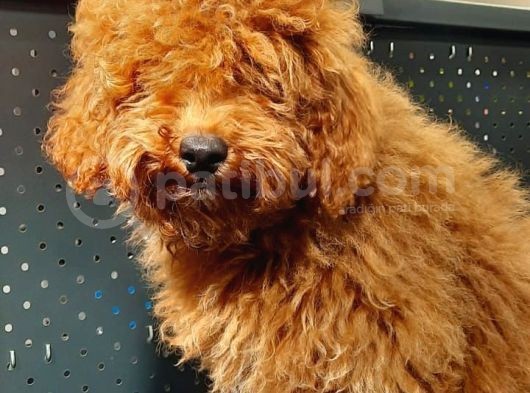 Red Brown Toy Poodle Oğlumuz görsel