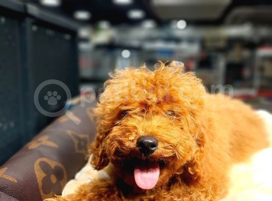 Red Brown Toy Poodle Oğlumuz görsel