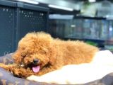 Red Brown Toy Poodle Oğlumuz
