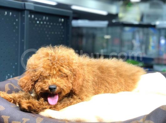 Red Brown Toy Poodle Oğlumuz görsel