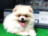 Pomeranian Boo Kızımız