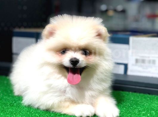 Pomeranian Boo Kızımız