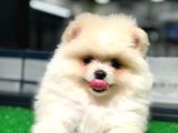 Pomeranian Boo Kızımız