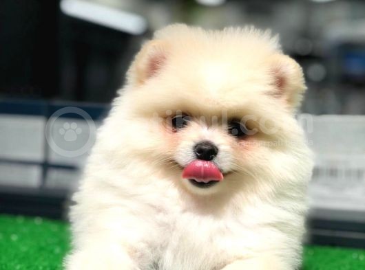 Pomeranian Boo Kızımız görsel