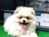 Pomeranian Boo Kızımız