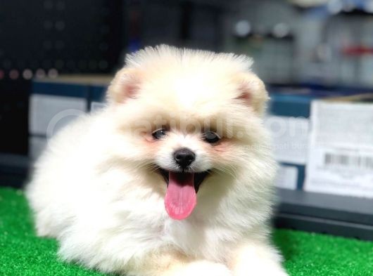 Pomeranian Boo Kızımız görsel
