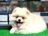 Pomeranian Boo Kızımız