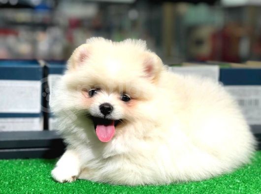Pomeranian Boo Kızımız görsel