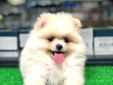 Pomeranian Boo Kızımız