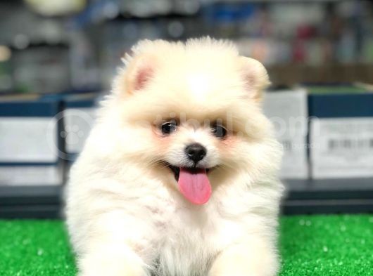 Pomeranian Boo Kızımız görsel