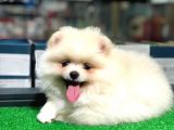 Pomeranian Boo Kızımız