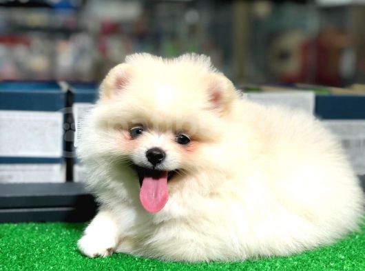 Pomeranian Boo Kızımız görsel