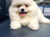 Pomeranian Boo Teddy Face