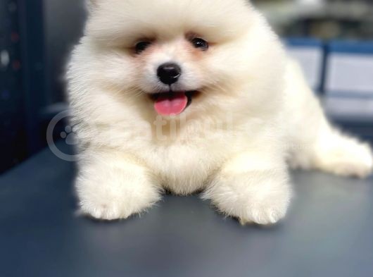 Pomeranian Boo Teddy Face görsel