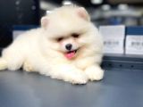 Pomeranian Boo Teddy Face