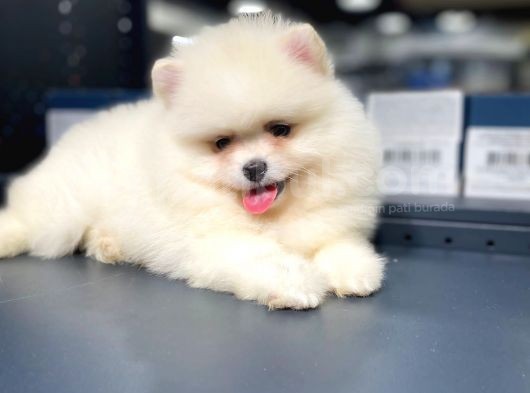 Pomeranian Boo Teddy Face görsel