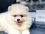 Pomeranian Boo Teddy Face
