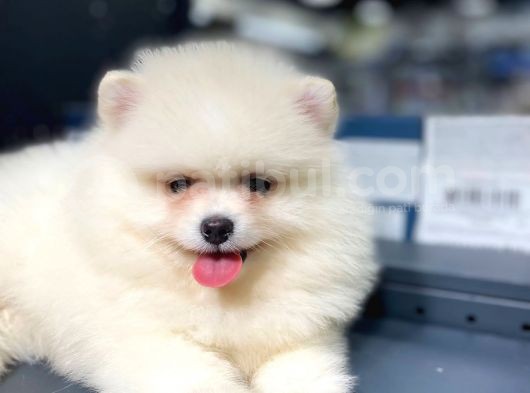 Pomeranian Boo Teddy Face