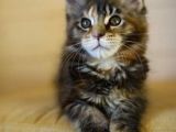 Secereli Maine Coon