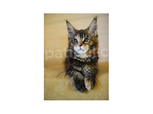 Secereli Maine Coon