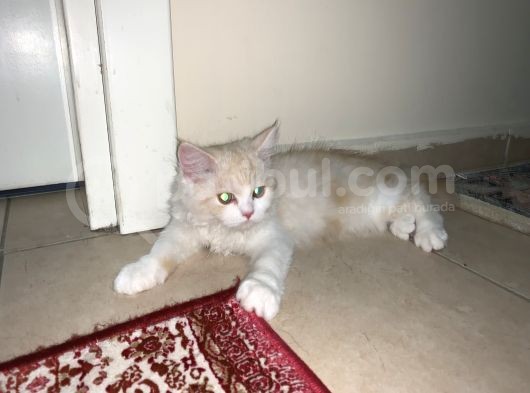 Biritish Longhair Erkek Ve Dişi görsel