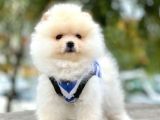 Safkan Pomeranian Ayı Surat Boo Yavrularımız
