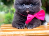Safkan Pomeranian Ayı Surat Boo Yavrularımız