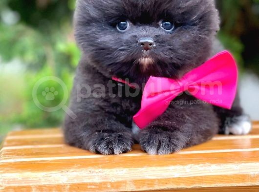 Safkan Pomeranian Ayı Surat Boo Yavrularımız görsel