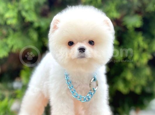 Safkan Pomeranian Ayı Surat Boo Yavrularımız