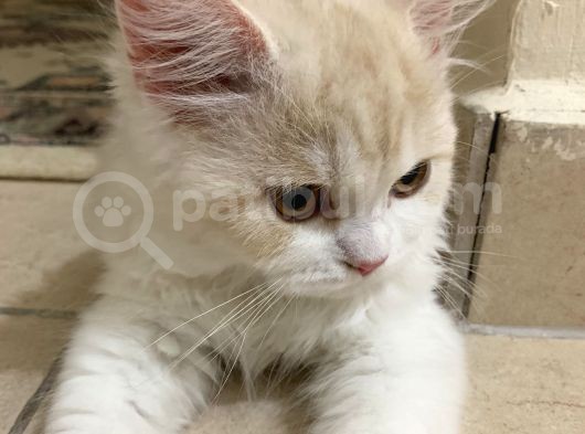 Biritish Longhair Erkek Ve Dişi görsel