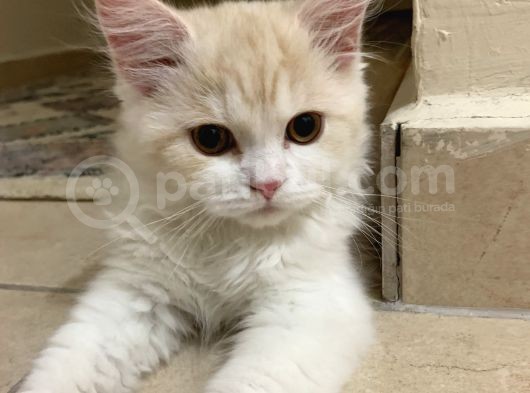 Biritish Longhair Erkek Ve Dişi