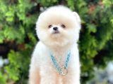 Safkan Pomeranian Ayı Surat Boo Yavrularımız
