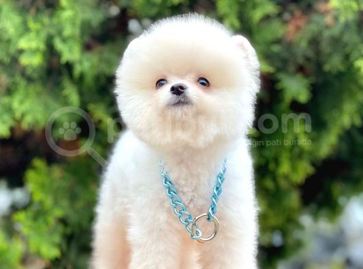Safkan Pomeranian Ayı Surat Boo Yavrularımız görsel