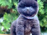 Safkan Pomeranian Ayı Surat Boo Yavrularımız