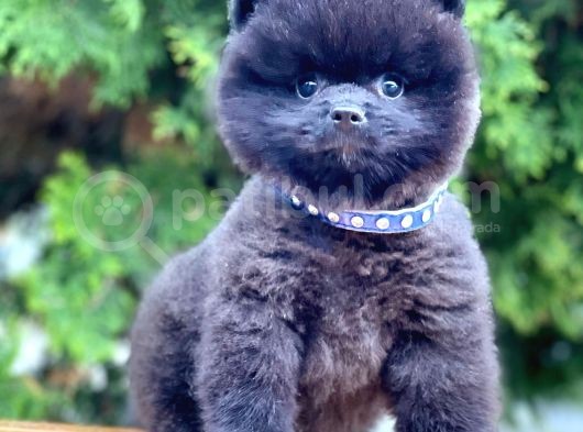 Safkan Pomeranian Ayı Surat Boo Yavrularımız görsel