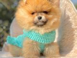 Safkan Pomeranian Ayı Surat Boo Yavrularımız