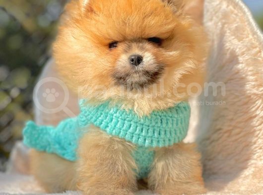 Safkan Pomeranian Ayı Surat Boo Yavrularımız görsel