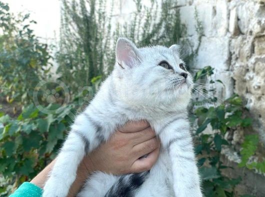 Güzellik Şampiyonu Dedenin Torunları