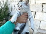 Güzellik Şampiyonu Dedenin Torunları