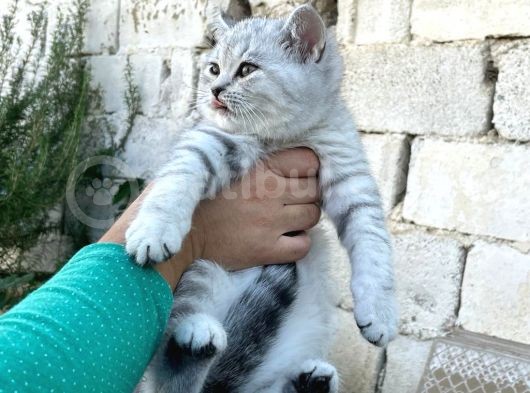 Güzellik Şampiyonu Dedenin Torunları görsel