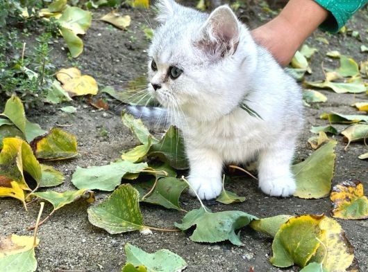 Güzellik Şampiyonu Dedenin Torunları görsel