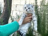 Güzellik Şampiyonu Dedenin Torunları
