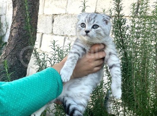Güzellik Şampiyonu Dedenin Torunları görsel