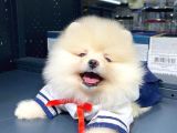 Pomeranian Boo Teddy Face