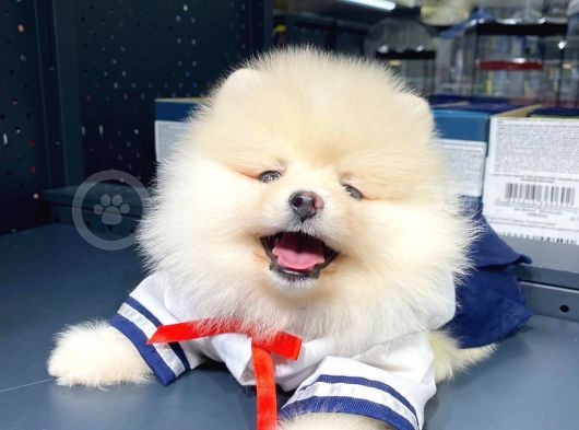 Pomeranian Boo Teddy Face