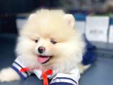 Pomeranian Boo Teddy Face