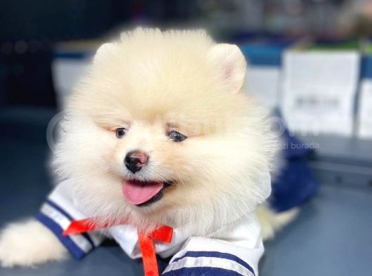Pomeranian Boo Teddy Face görsel