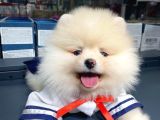 Pomeranian Boo Teddy Face