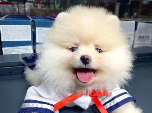 Pomeranian Boo Teddy Face görsel
